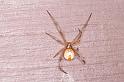 Latrodectus_hasselti_D3409_Z_75_E. of Nuendah homestead_Australie